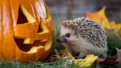 impact des citrouilles d’Halloween sur les hérissons : ce que vous devez savoir