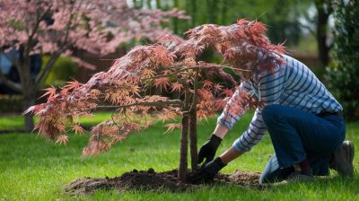 Préparez votre jardin pour le printemps en plantant un érable du Japon dès maintenant